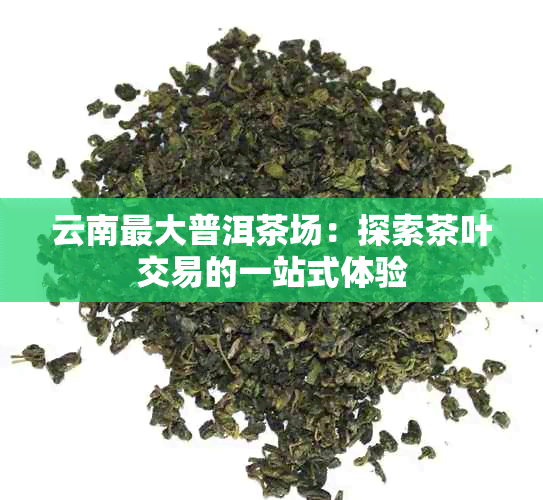 云南更大普洱茶场：探索茶叶交易的一站式体验