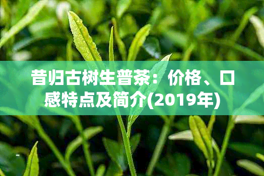 昔归古树生普茶：价格、口感特点及简介(2019年)