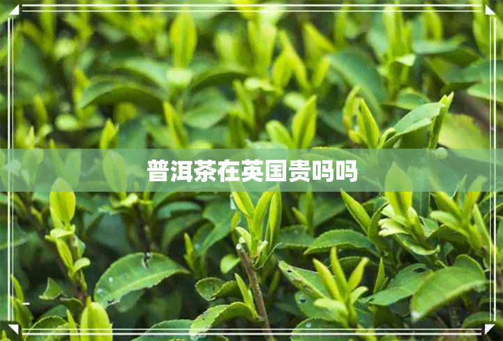 普洱茶在英国贵吗吗