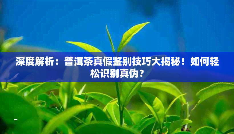 深度解析：普洱茶真假鉴别技巧大揭秘！如何轻松识别真伪？