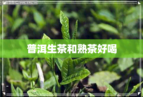 普洱生茶和熟茶好喝