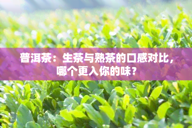 普洱茶：生茶与熟茶的口感对比，哪个更入你的味？