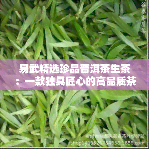 易武精选珍品普洱茶生茶：一款独具匠心的高品质茶叶