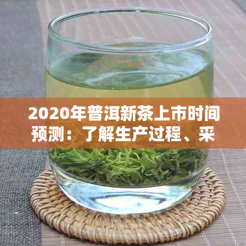 2020年普洱新茶上市时间预测：了解生产过程、采摘节及市场行情