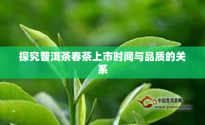 探究普洱茶春茶上市时间与品质的关系