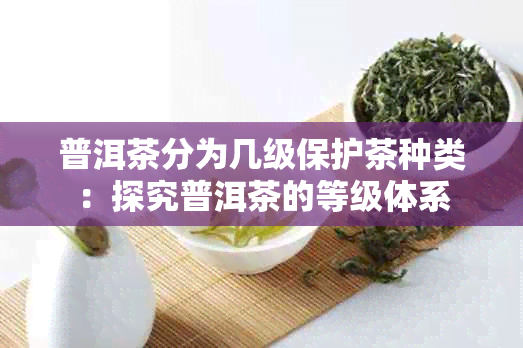 普洱茶分为几级保护茶种类：探究普洱茶的等级体系