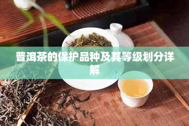 普洱茶的保护品种及其等级划分详解