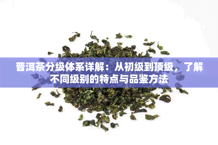 普洱茶分级体系详解：从初级到顶级，了解不同级别的特点与品鉴方法