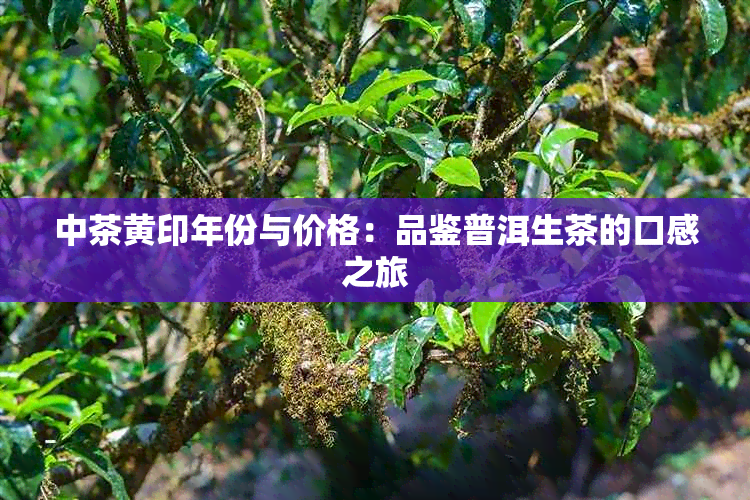 中茶黄印年份与价格：品鉴普洱生茶的口感之旅