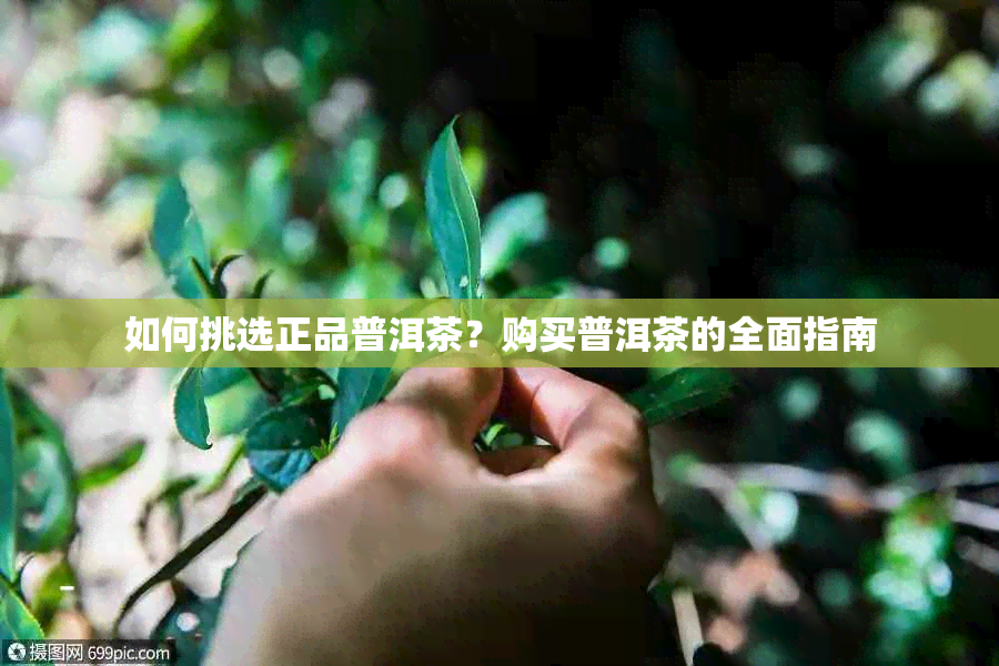 如何挑选正品普洱茶？购买普洱茶的全面指南