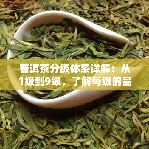 普洱茶分级体系详解：从1级到9级，了解每级的品质特点与鉴别方法