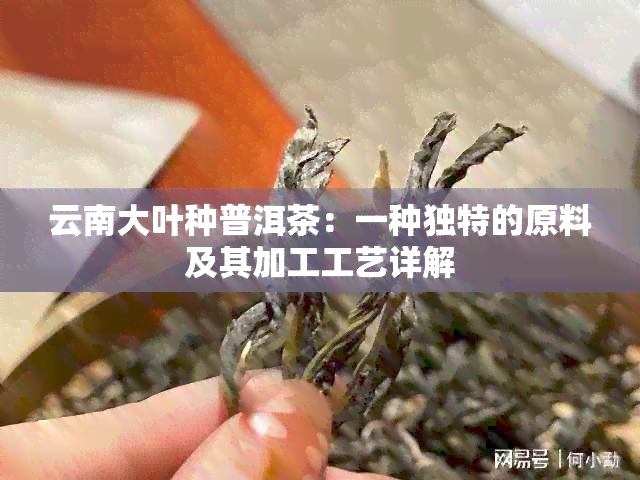 云南大叶种普洱茶：一种独特的原料及其加工工艺详解