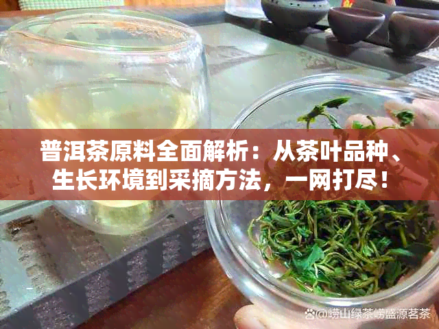 普洱茶原料全面解析：从茶叶品种、生长环境到采摘方法，一网打尽！