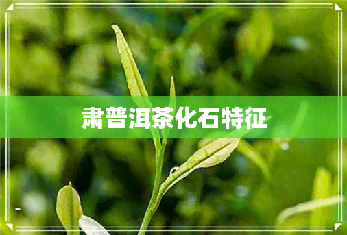 肃普洱茶化石特征