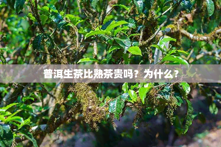 普洱生茶比熟茶贵吗？为什么？