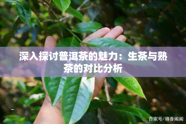 深入探讨普洱茶的魅力：生茶与熟茶的对比分析