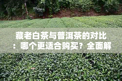 藏老白茶与普洱茶的对比：哪个更适合购买？全面解析两者特点及选购指南