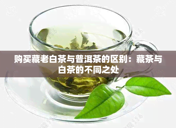 购买藏老白茶与普洱茶的区别：藏茶与白茶的不同之处