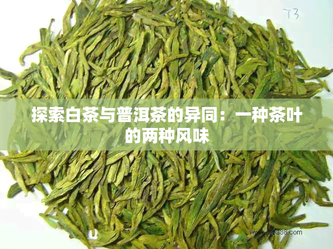 探索白茶与普洱茶的异同：一种茶叶的两种风味