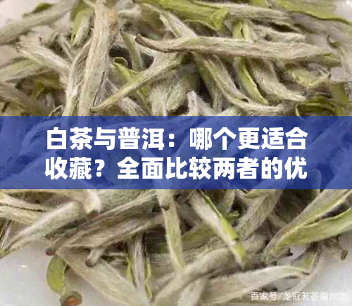 白茶与普洱：哪个更适合收藏？全面比较两者的优劣及投资价值