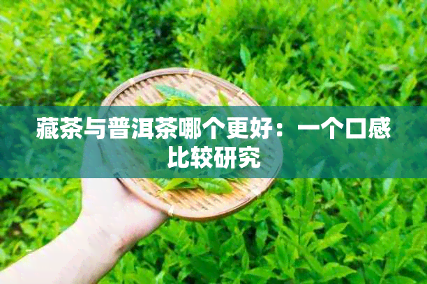 藏茶与普洱茶哪个更好：一个口感比较研究