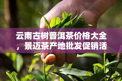 云南古树普洱茶价格大全，景迈茶产地批发促销活动，茶叶推荐