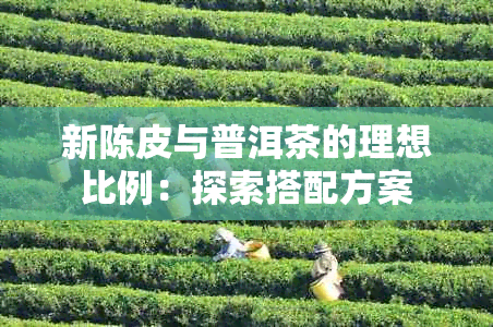 新陈皮与普洱茶的理想比例：探索搭配方案