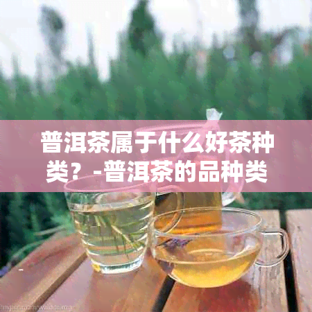 普洱茶属于什么好茶种类？-普洱茶的品种类型及特点分析。