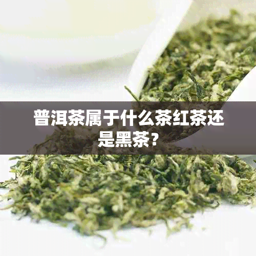 普洱茶属于什么茶红茶还是黑茶？