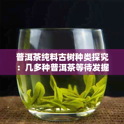 普洱茶纯料古树种类探究：几多种普洱茶等待发掘