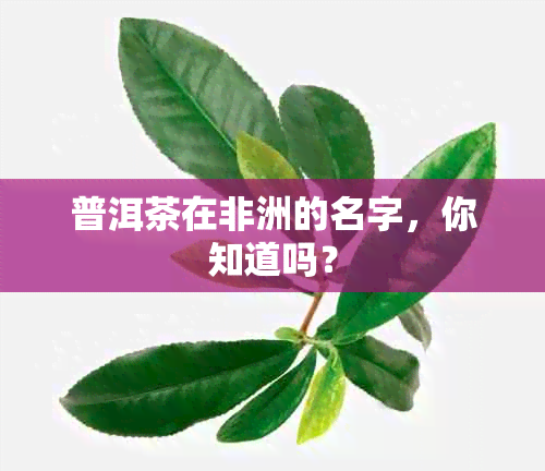 普洱茶在非洲的名字，你知道吗？