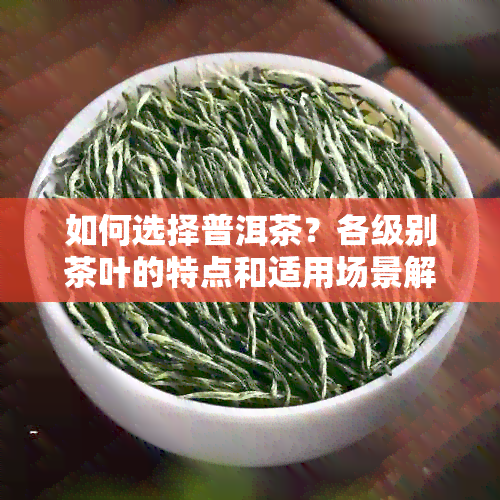 如何选择普洱茶？各级别茶叶的特点和适用场景解析