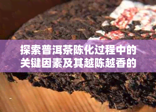 探索普洱茶陈化过程中的关键因素及其越陈越香的原因