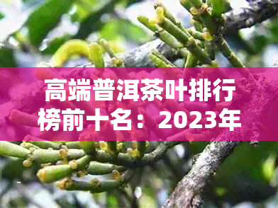 高端普洱茶叶排行榜前十名：2023年最新十大高端普洱茶排名