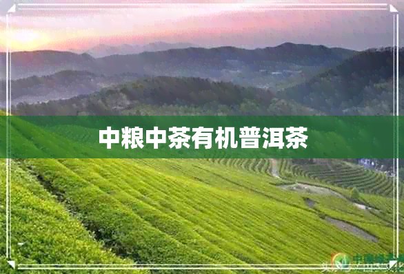 中粮中茶有机普洱茶