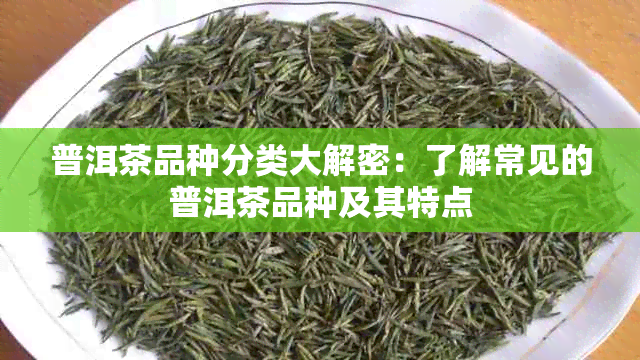 普洱茶品种分类大解密：了解常见的普洱茶品种及其特点