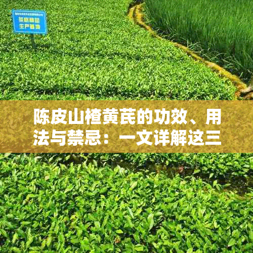 陈皮山楂黄芪的功效、用法与禁忌：一文详解这三味材的全方位应用