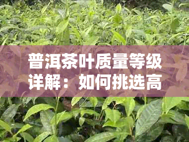 普洱茶叶质量等级详解：如何挑选高质茶叶及各类等级特点解析