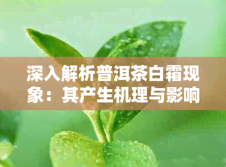 深入解析普洱茶白霜现象：其产生机理与影响因素探讨