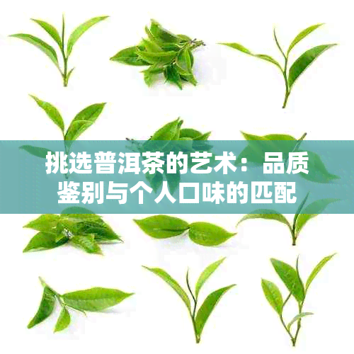 挑选普洱茶的艺术：品质鉴别与个人口味的匹配