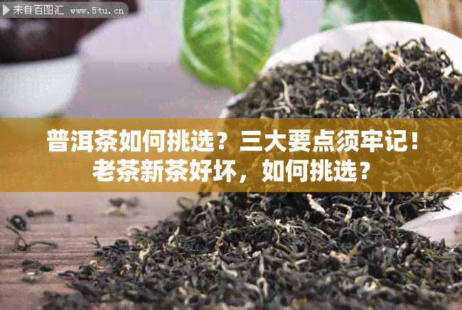 普洱茶如何挑选？三大要点须牢记！老茶新茶好坏，如何挑选？