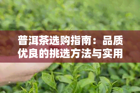 普洱茶选购指南：品质优良的挑选方法与实用技巧