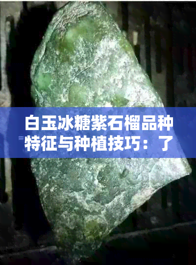 白玉冰糖紫石榴品种特征与种植技巧：了解这种独特水果的全面信息