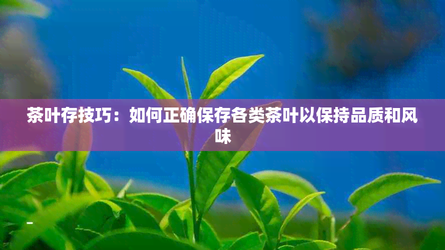 茶叶存技巧：如何正确保存各类茶叶以保持品质和风味