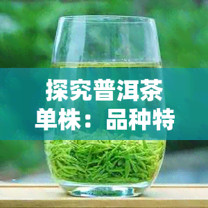 探究普洱茶单株：品种特性与独特含义的深度解析