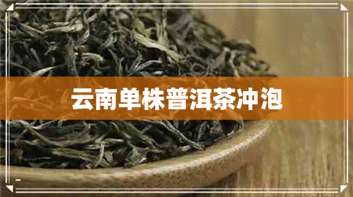 云南单株普洱茶冲泡