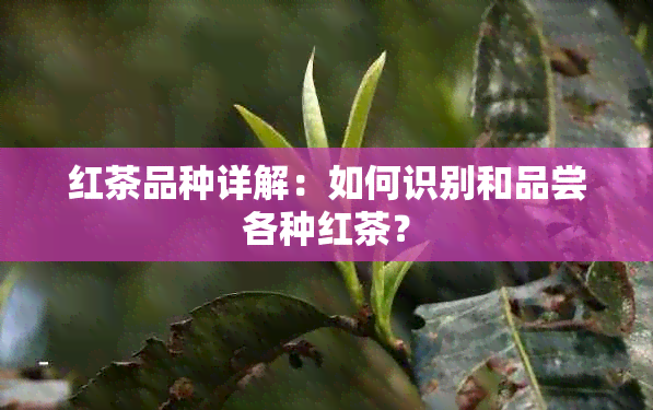 红茶品种详解：如何识别和品尝各种红茶？