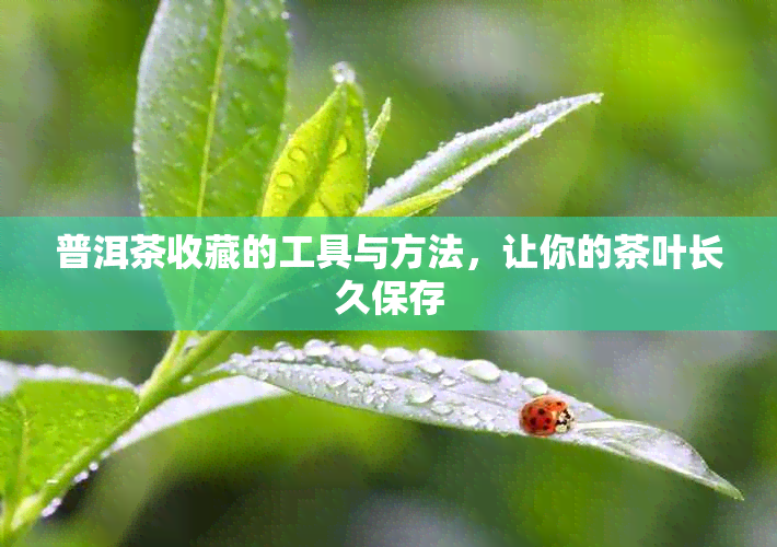 普洱茶收藏的工具与方法，让你的茶叶长久保存