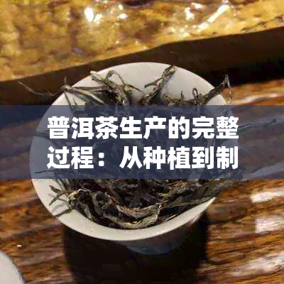 普洱茶生产的完整过程：从种植到制作，你需要知道的一切