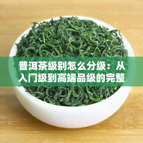 普洱茶级别怎么分级：从入门级到高端品级的完整指南